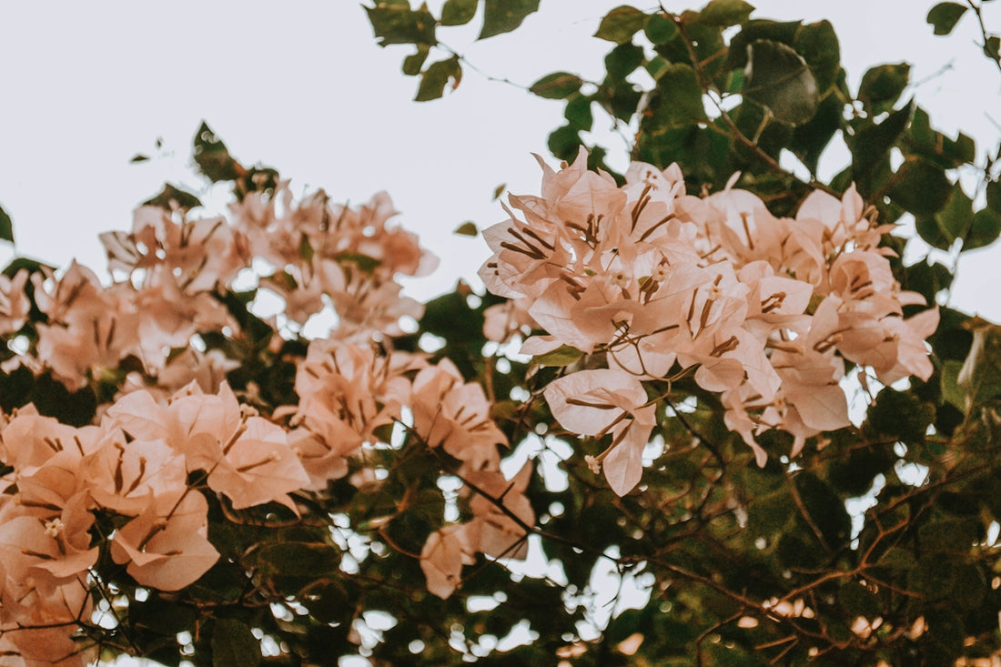 pink flowers with green leaves